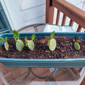 Kim added a photo of their purchase
