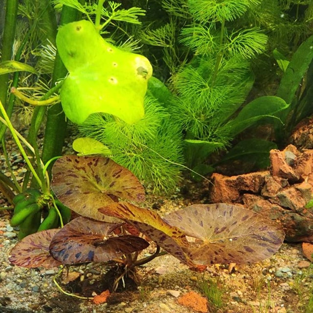 Tiger Lotus Bulbs - Freshwater Aquatic Plant | Sprouts In Tanks Under 72F In | Whizz 17409478011