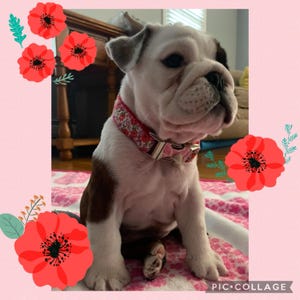 Andi ha añadido una foto de su compra