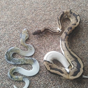 noelle added a photo of their purchase