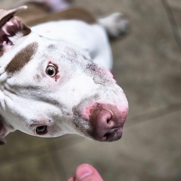 Bison Heart for Dogs