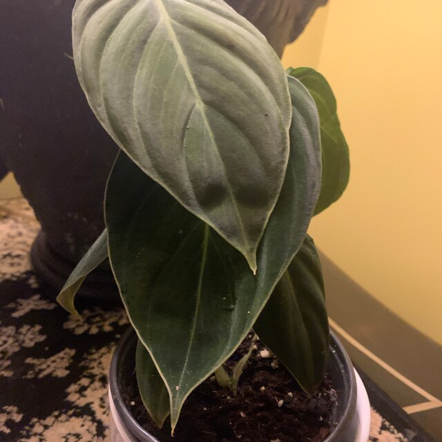 brasil philodendron canada Philodendron Brasil  Foli