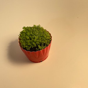 ADAM added a photo of their purchase