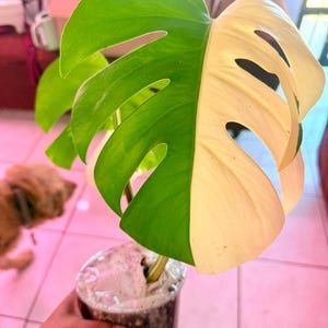 Lupe added a photo of their purchase
