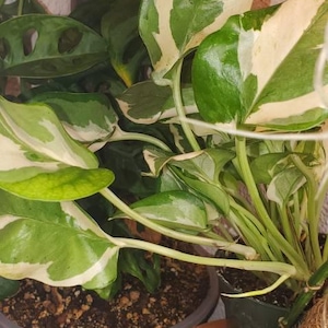 Brodicus added a photo of their purchase