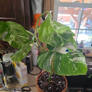 sandy added a photo of their purchase