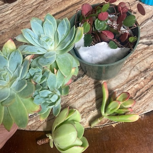 Merriam added a photo of their purchase