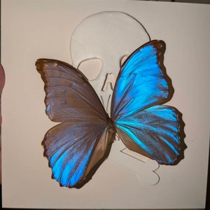 Morpho zephyritis blue butterfly Peru - Etsy 日本