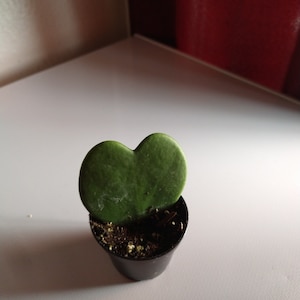 Megan added a photo of their purchase