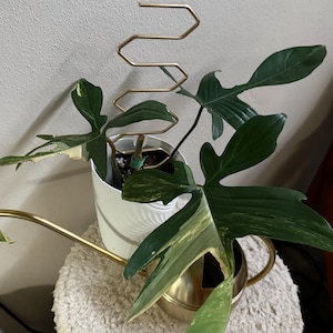 Stephanie added a photo of their purchase