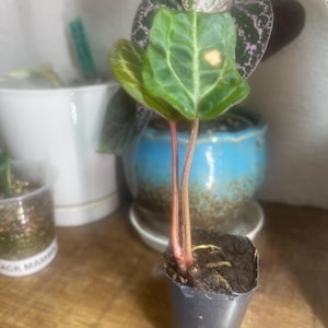 Lydia ha añadido una foto de su compra