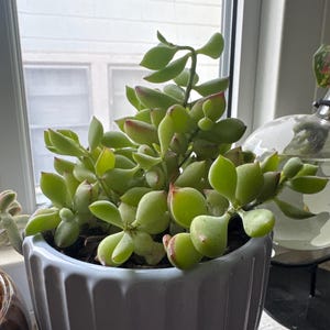 Kristen added a photo of their purchase