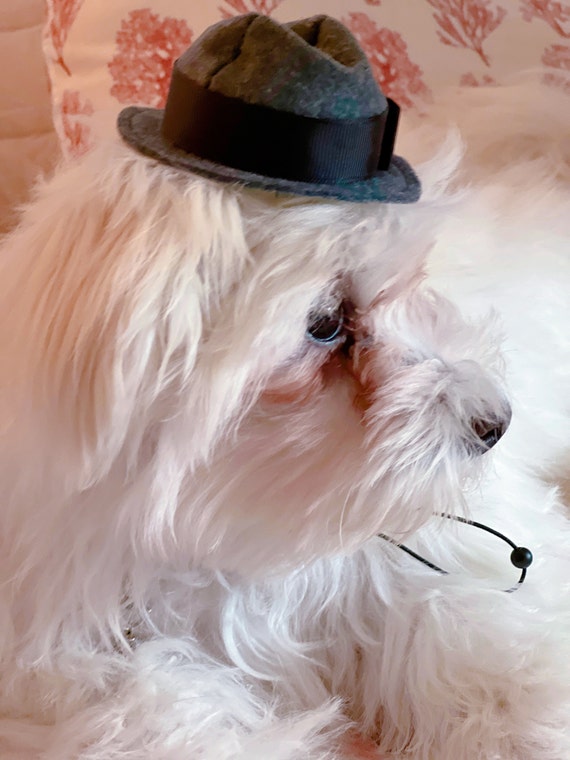 Customer photo of a pet with the Fedora  Hat  for small pet Hedgehog Vogue