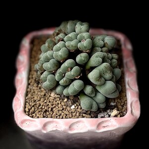 ・:*☆。Conophytum 'luisae'・:*☆。 Conophytum Luisae da 2,5'' - Etsy Italia