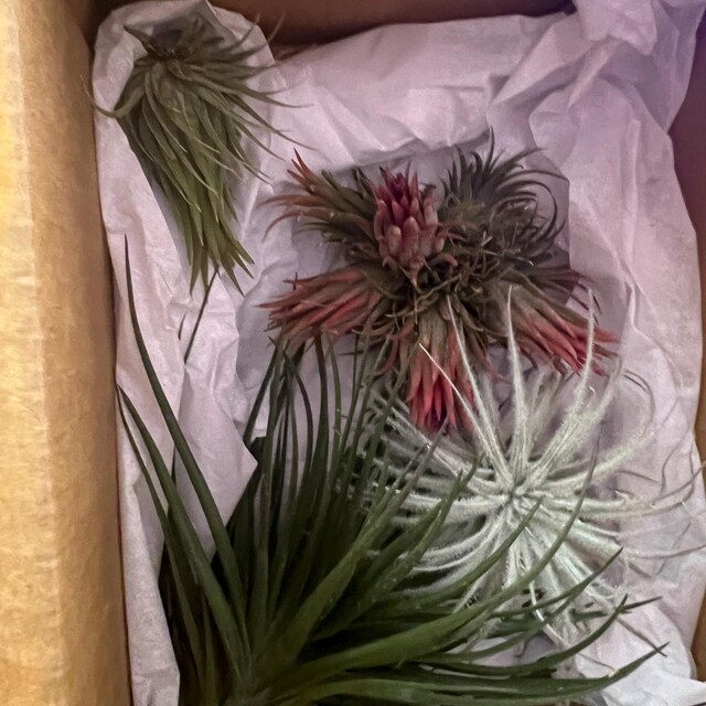 Ionantha Hazelnut Air Plant, Small Tillandsia - Etsy