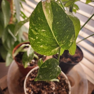 Monstera Thai Constellation Starter Plant ALL STARTER PLANTS Require ...