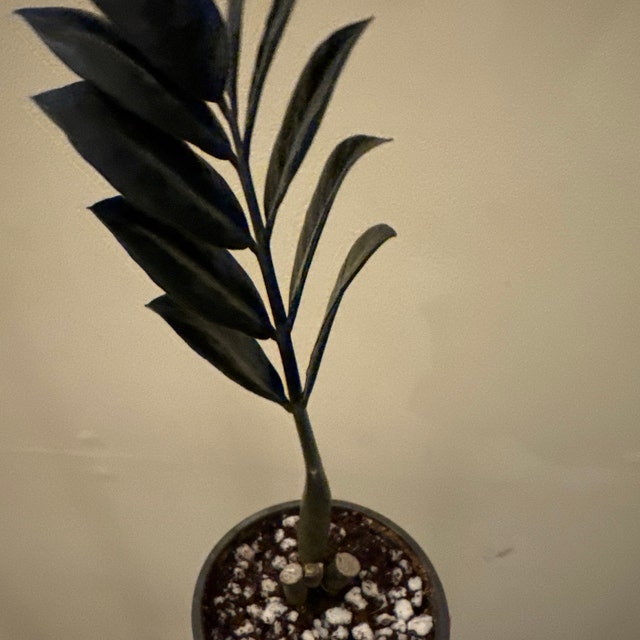large plant pot Artisan Rolled Rim Planter, Large Artisan Rolled Rim Planter - 37