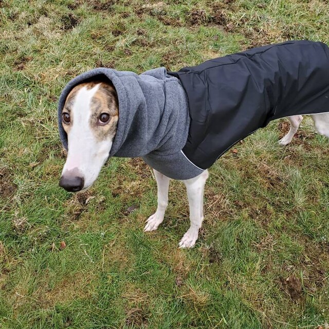 VIZSLA Dog Rain Coat Dog Raincoat Waterproof Dog Jacket Etsy