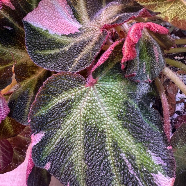 Begonia Soli Mutata Variegated - Etsy