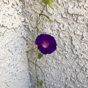 Caroline ha aggiunto una foto del proprio acquisto