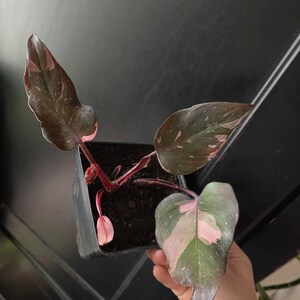 Lily added a photo of their purchase