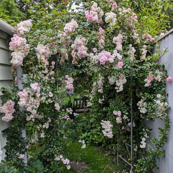 William Lobb Purple Fragrant Shrub Potted Rose 4 Litre Etsy UK William Lobb Purple Fragrant Shrub Potted Rose 4 Litre Etsy UK