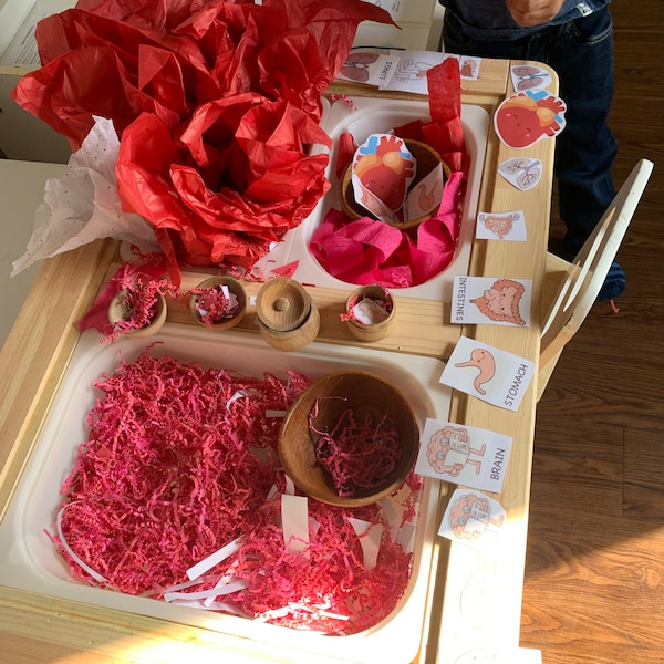 Human Heart Anatomy Activity, Kids Circulatory System, Anatomy Bundle ...