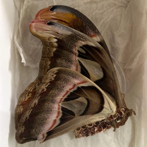 Attacus atlas Thailand (TH) - Captive bred - MALE cobra moth