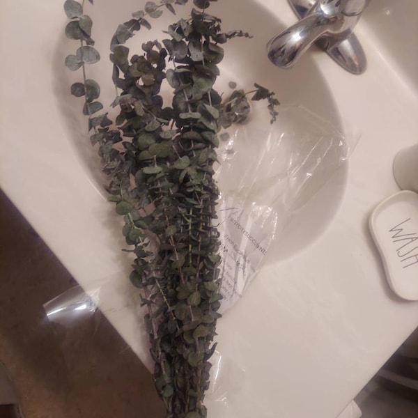 Fresh Eucalyptus Shower Bundle | Eucalyptus Plant | Fresh Eucalyptus ...