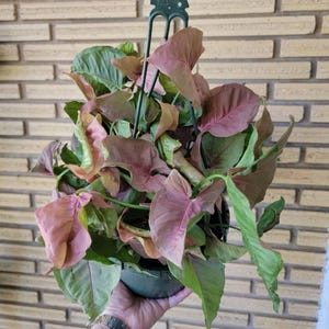 Brigitta added a photo of their purchase