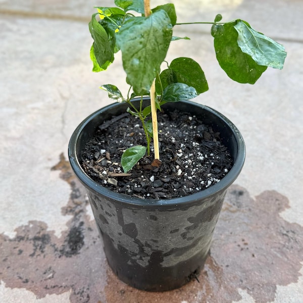 Jasmin 'Bel of India' (Jasminum Sambac) – Aloha Tropicals
