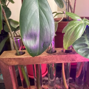 Susan added a photo of their purchase