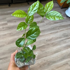 Nirmala added a photo of their purchase