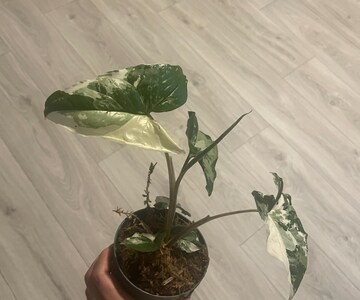 Syngonium Albo Plant - Rare Variegated Arrow Head Leaf | Live Tropical Houseplant | Indoor Home Decor | Easy Care Rooted in 4” or 6" Pot