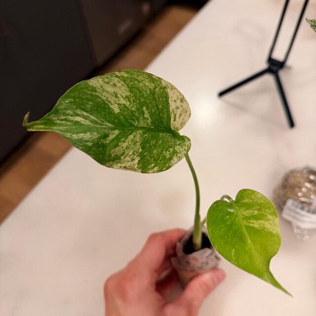 Monstera Legacy Starter Plant (ALL STARTER PLANTS Require You to