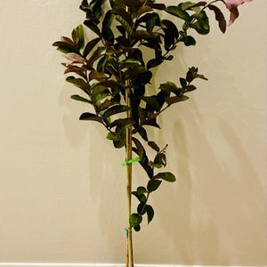 Babee added a photo of their purchase