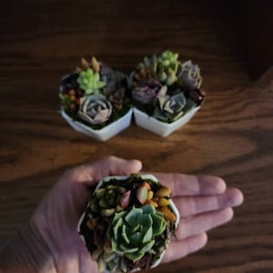 Tanya added a photo of their purchase