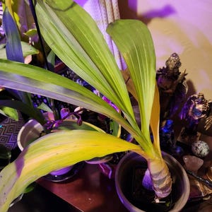 Danny lade till en bild av sitt köp