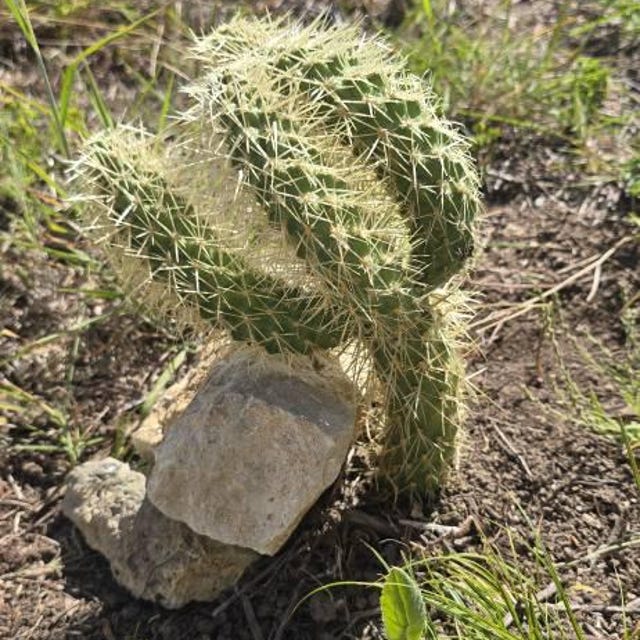Teddy bear Cholla, Cylindropuntia Bigelovii, cactus, succulent