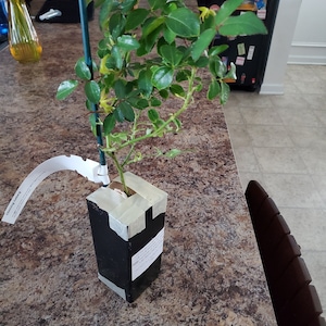 Climbing Iceberg Rose Plant Potted Floribunda White Flowers Etsy