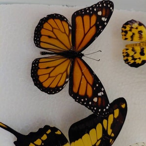 オオカバマダラ（Danaus plexippus）2匹、乾燥保存された蝶の標本