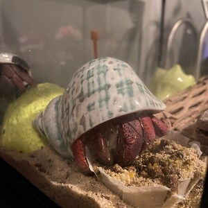 Spotted Banded Tun Sea Shell NIGHTLIGHT Bathroom Kitchen - Etsy