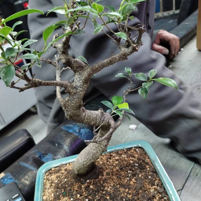 vigoro dracaena Dracaena Marginata – Chicago Plants