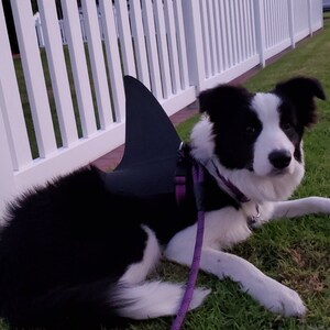 My awkward border collie not loving her Halloween costume : r/BorderCollie