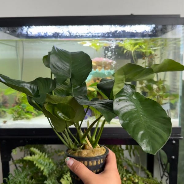 Anubias 'Chili Jalapeno'