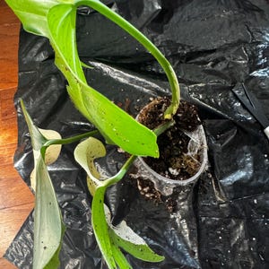 Obonganam added a photo of their purchase