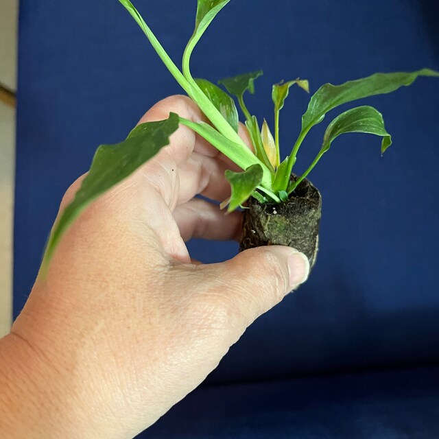 fertilizer for pineapple plants Pineapple Bundle: 'White Jade', 'Variegated Juicy', & 'Elite Gold'  Sow  Exotic