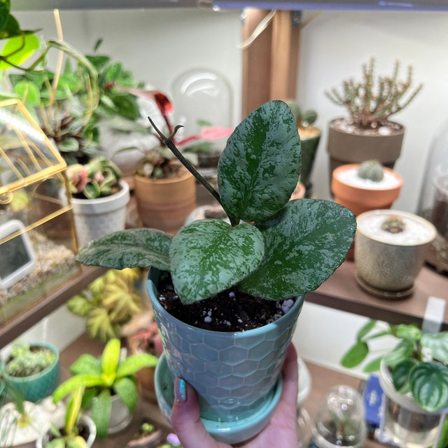 Hoya Waymaniae Cloud Sky - Rare Hoya - Super Splashy Hoya - Fuzzy