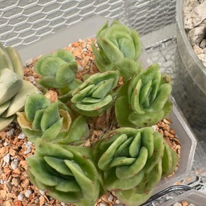 Echeveria Ice Rose Variegated-succulent - Etsy