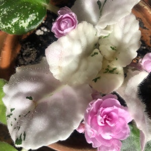 Jenny added a photo of their purchase